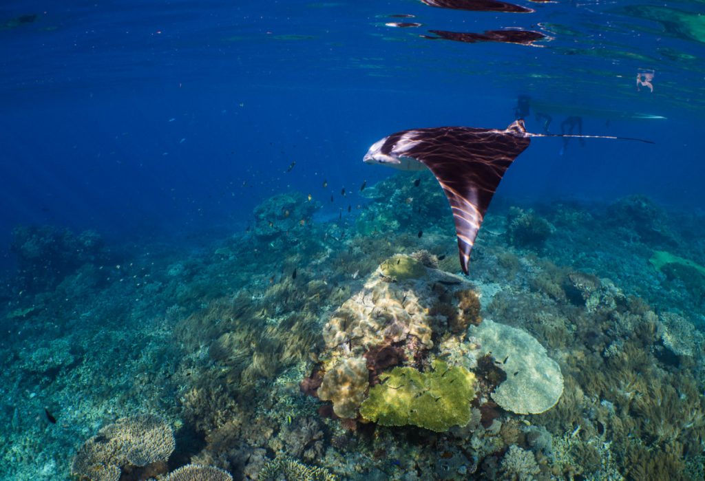 The Best Komodo Snorkeling Sites You Should Visit