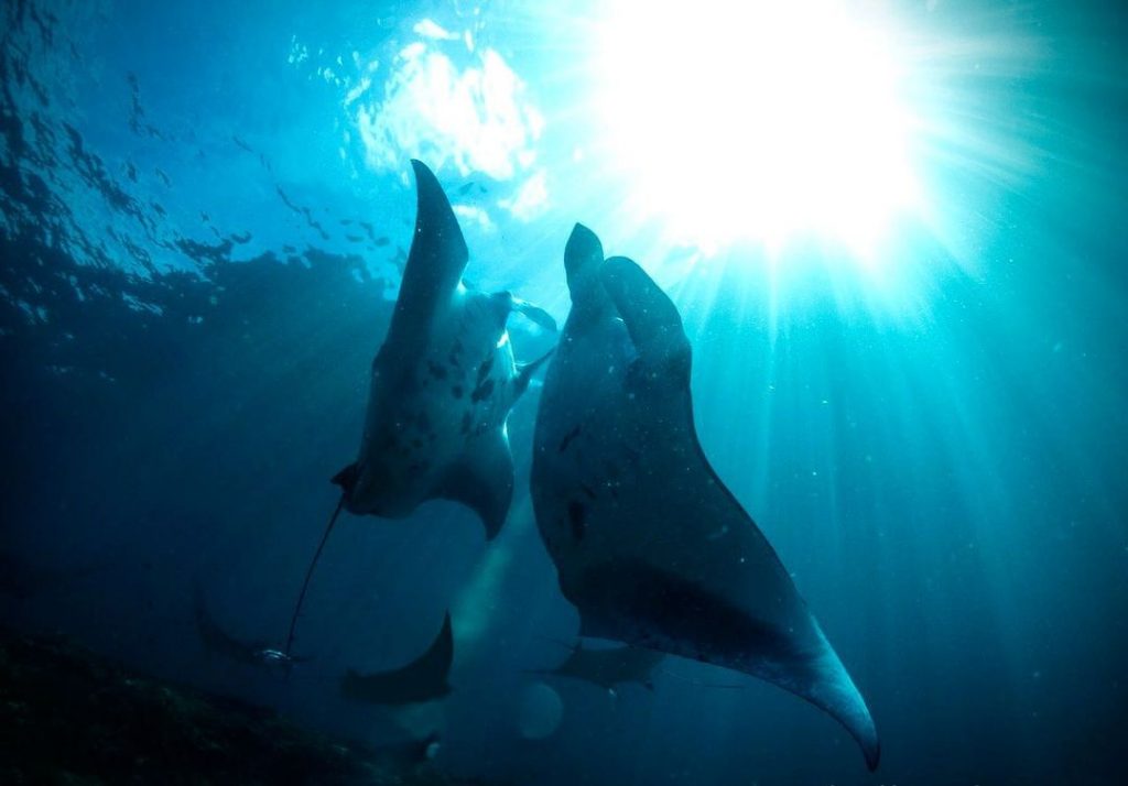 Hanging Out with Gentlest Giants in Manta Point Nusa Penida