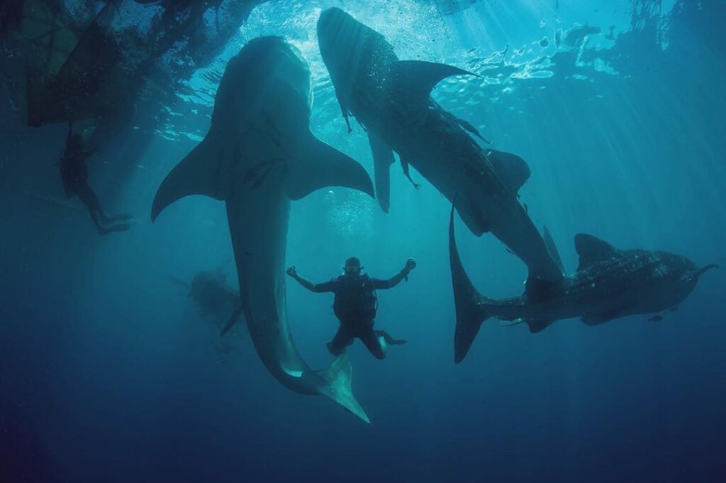 diving with whale shark