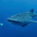 whale shark season Indonesia