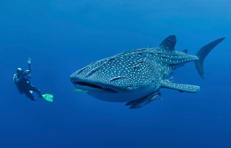 whale shark season Indonesia