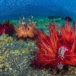 Eco Divers Lembeh