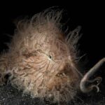 trip to lembeh